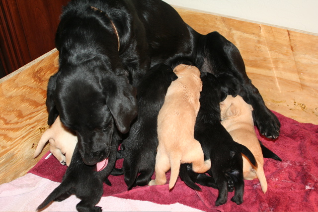 First Milk DIsh - 11